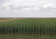 Wheat row spacing