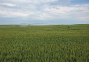 Improving irrigated wheat production