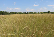 Breeding perennial wheatgrass