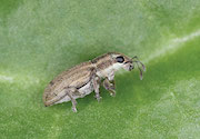 Pea leaf weevil