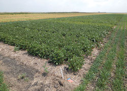 Non-irrigated dry beans