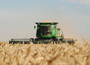 Does intensive wheat management pay?