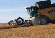 Wheat yield gaps in the Canadian Prairies