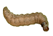 Western bean cutworm