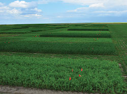 Researching resilient cropping systems