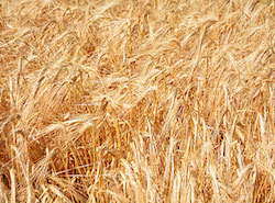 Assessing yield gaps in wheat