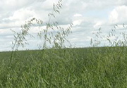 Weed phenology can impact control