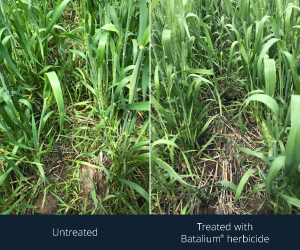 Sponsored Spotlight Ad